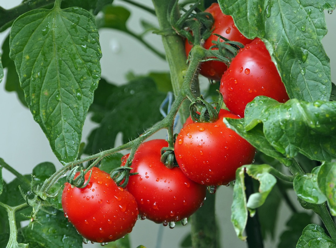 tomatoes-1561565_1280