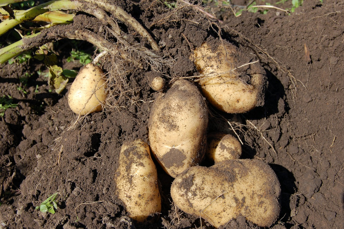 potatoes-1637280_1280